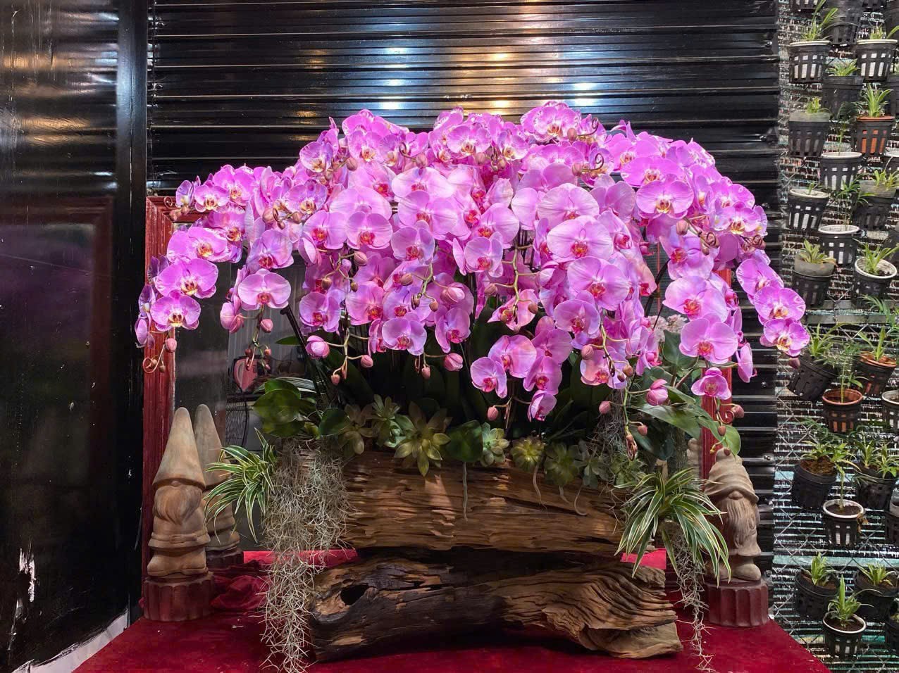 Lũa lan hồ điệp hồng tím