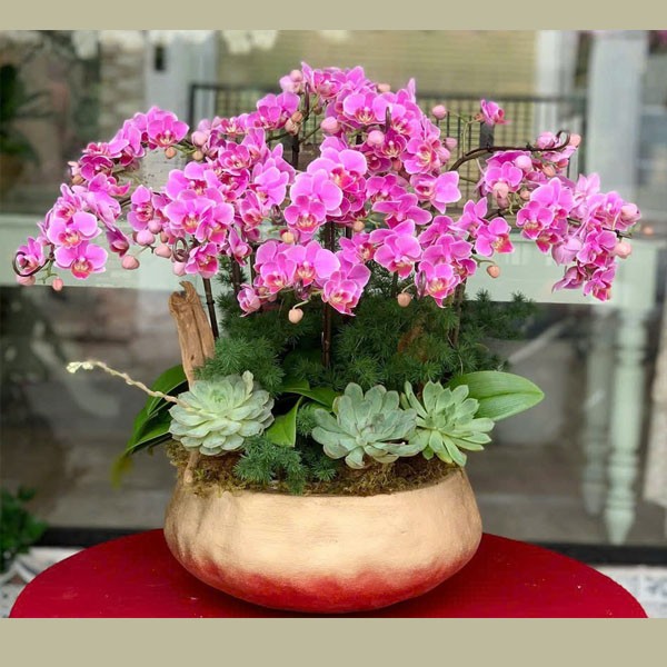 Chậu Lan hồ Điệp Hồng 20 cành